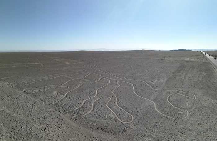 Árbol. Líneas de Nazca