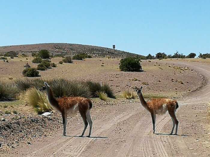 Familia de guanacos, los reyes de la patagonia