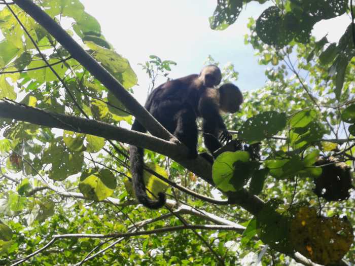 Monos cariblanca en Cahuita
