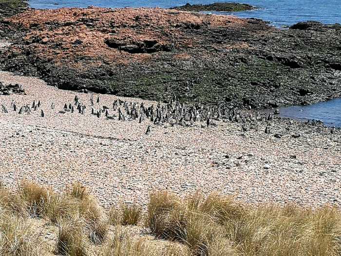 Pingüinera cerca de Camarones
