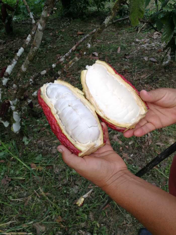 Semillas del Cacao