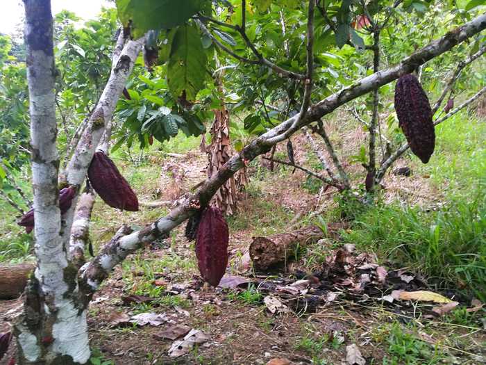 Planta del cacao
